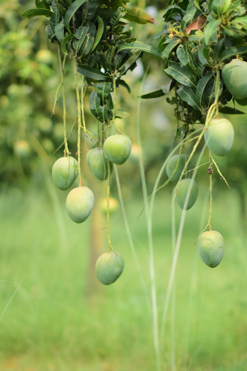 বারি  -4 - Image 2