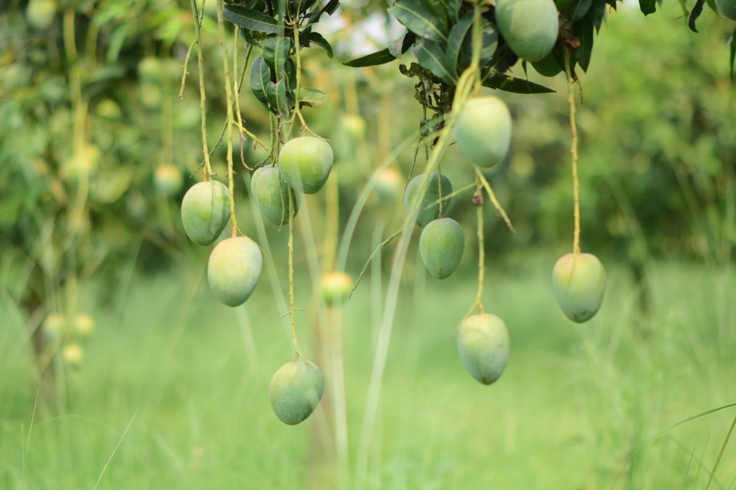 বারি  -4