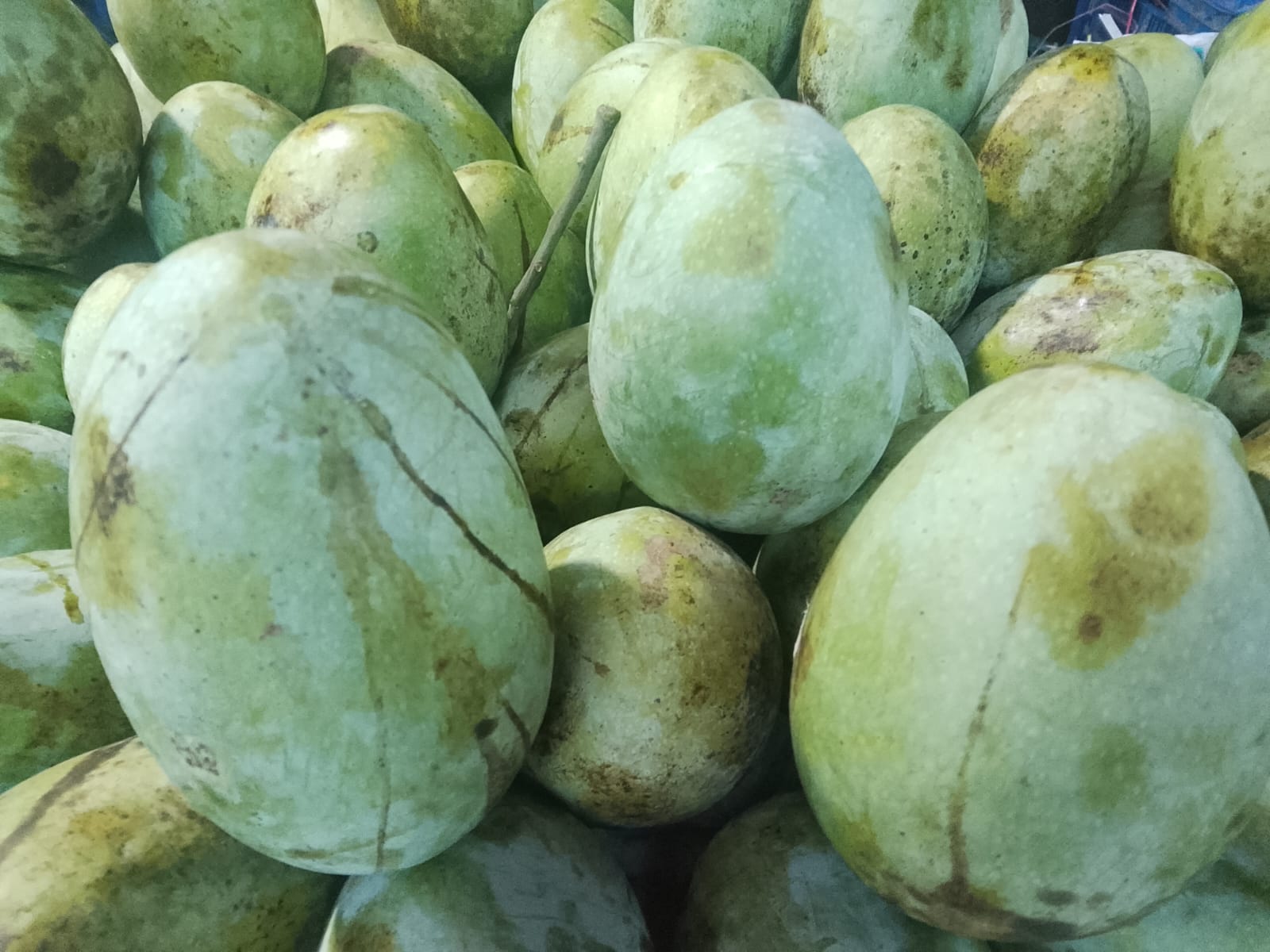 ফজলি