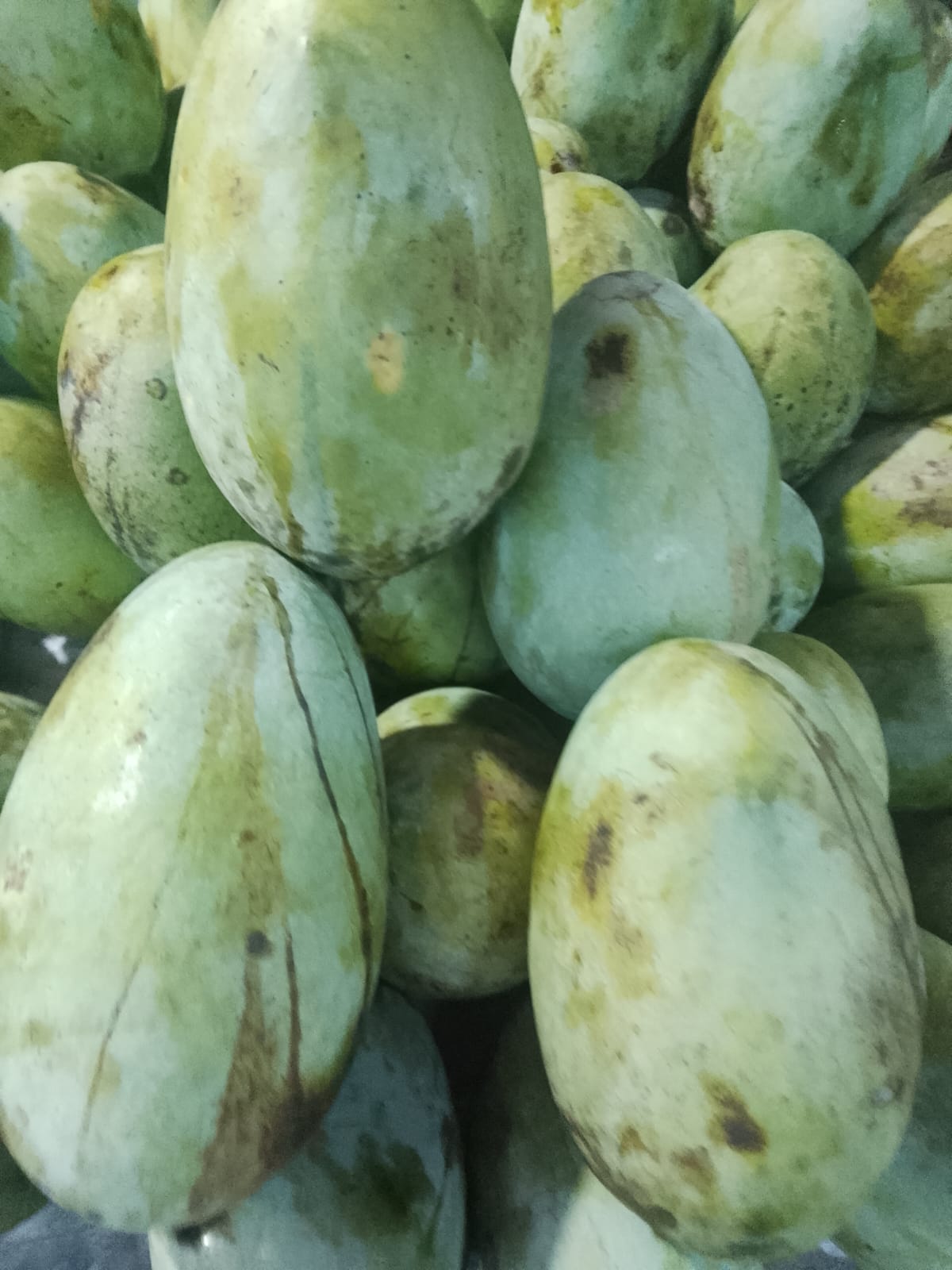 ফজলি - Image 3