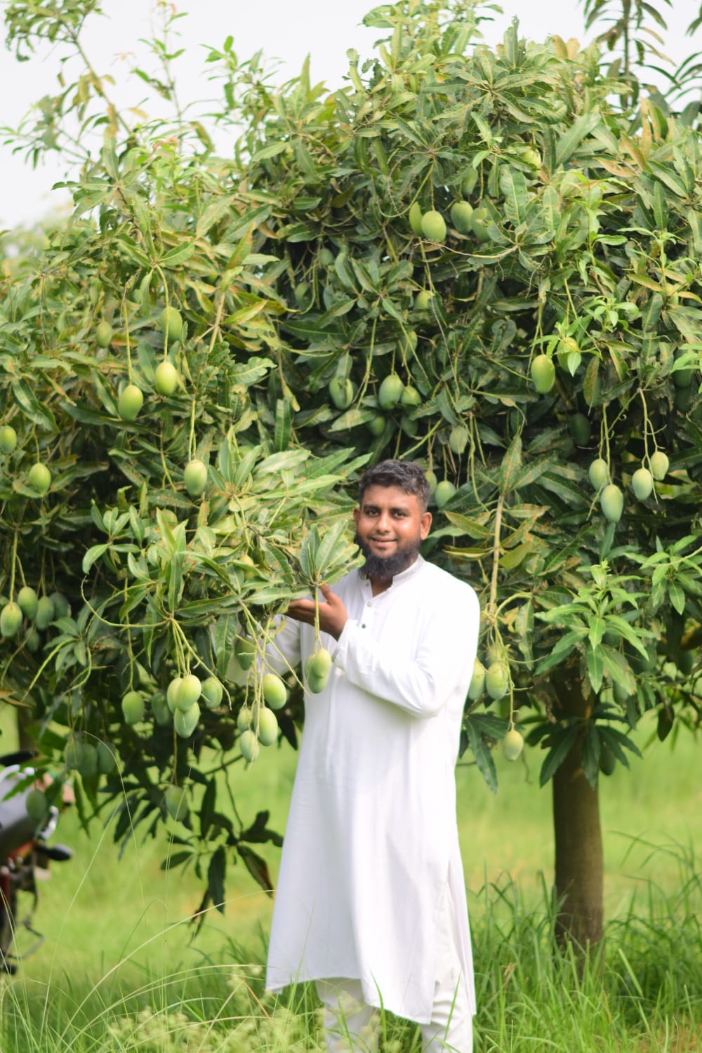 আম্রপালি আম - Image 3