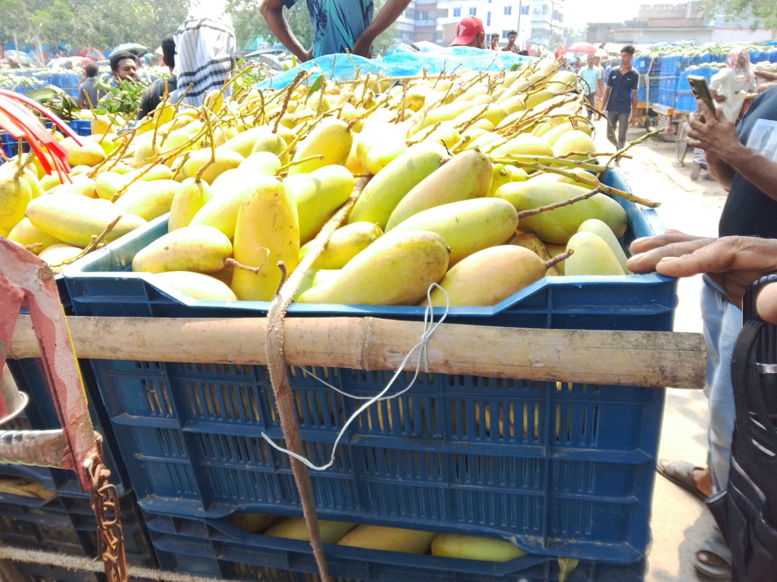বেনা না ম্যাংগো - Image 2